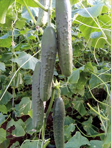 Foto fiore da  Vaso, aiuola, balcone Cucumis sativus (cetriolo) Arlecchino F1