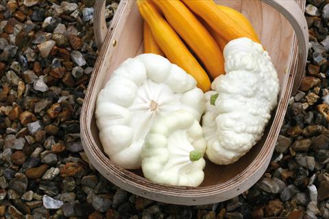 Foto fiore da  Vaso, aiuola, balcone Cucurbita moschita (zucca) Squash Balmoral