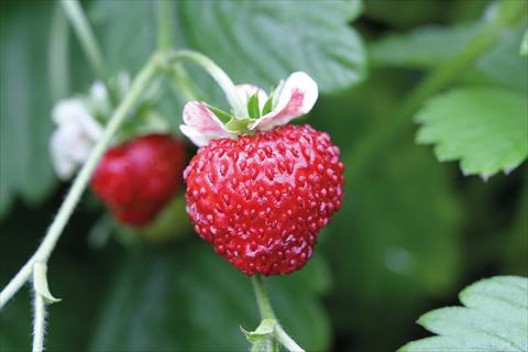 Foto fiore da  Vaso, aiuola, balcone Fragaria Strawberry Mignonette