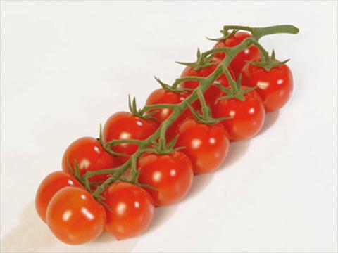 photo of flower to be used as: Pot, bedding, patio Solanum lycopersicum (pomodoro) Ciliegia F1