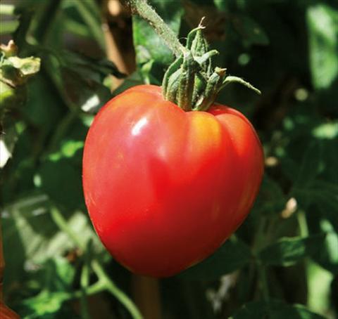 Foto fiore da  Vaso, aiuola, balcone Solanum lycopersicum (pomodoro) Cuor di Bue F1