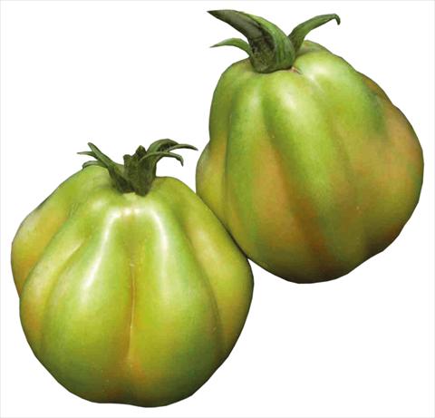 photo of flower to be used as: Pot, bedding, patio Solanum lycopersicum (pomodoro) Cuor di Bue sel Albenga