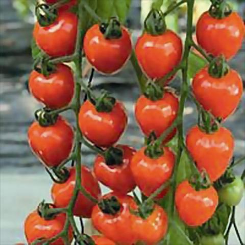 photo of flower to be used as: Pot, bedding, patio Solanum lycopersicum (pomodoro) Fragolino