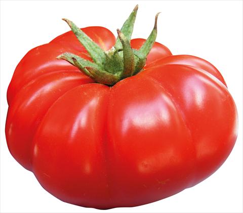 photo of flower to be used as: Pot, bedding, patio Solanum lycopersicum (pomodoro) Marmande