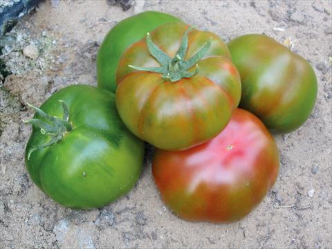 Foto fiore da  Vaso, aiuola, balcone Solanum lycopersicum (pomodoro) Mensa F1