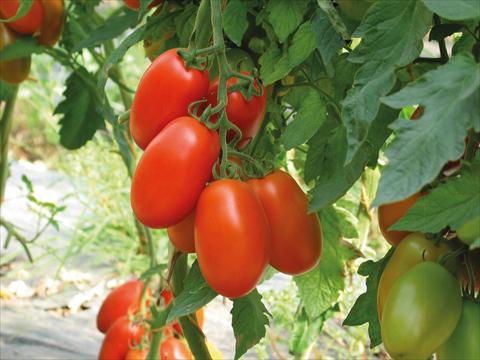 Foto fiore da  Vaso, aiuola, balcone Solanum lycopersicum (pomodoro) San Marzano F1