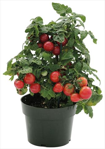 Foto fiore da  Vaso, aiuola, balcone Solanum lycopersicum (pomodoro) Sweet Neat Cherry Red