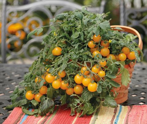 Foto fiore da  Vaso, aiuola, balcone Solanum lycopersicum (pomodoro) Tumbling Junior Yellow