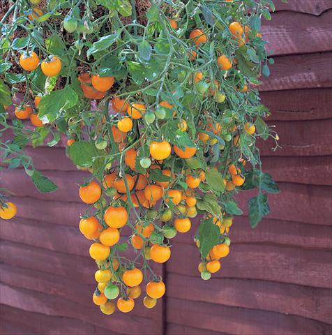 Foto fiore da  Vaso, aiuola, balcone Solanum lycopersicum (pomodoro) Tumbling Tom Yellow