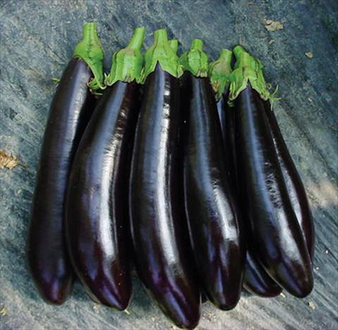 photo of flower to be used as: Pot, bedding, patio Solanum melongena (melanzana) Bella F1