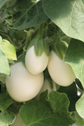 Foto fiore da  Vaso, aiuola, balcone Solanum melongena (melanzana) Ivory