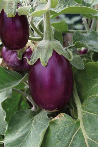 Foto fiore da  Vaso, aiuola, balcone Solanum melongena (melanzana) Purple