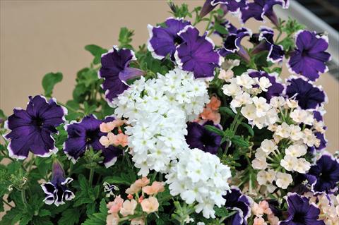 photo of flower to be used as: Pot, patio, basket 3 Combo Trio Musicale Funky Trio