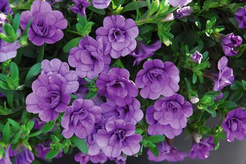 Foto fiore da  Vaso, balcone, basket Calibrachoa MiniFamous® Double Amethyst