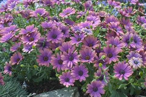 Foto fiore da  Vaso e aiola Osteospermum FlowerPower® Copper Amethyst