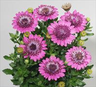 FlowerPower® Double Purple