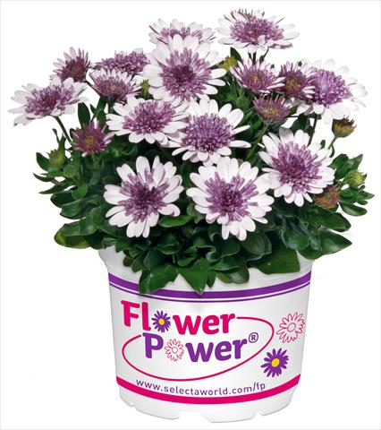 Foto fiore da  Vaso e aiola Osteospermum FlowerPower® Double White