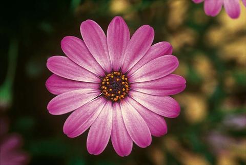 Foto fiore da  Vaso e aiola Osteospermum FlowerPower® Lavender Pink