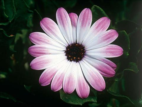 Foto fiore da  Vaso e aiola Osteospermum FlowerPower® Pink & Eye