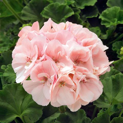 photo of flower to be used as: Patio, pot Pelargonium zonale Sunrise® XL Marit