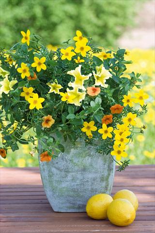 Foto fiore da  Vaso, balcone, basket 3 Combo Trixi® Lemon Sorbet