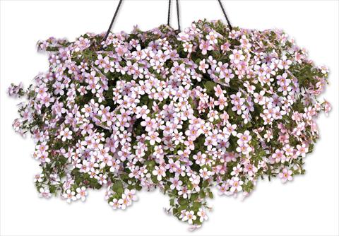 Foto fiore da  Vaso, balcone, basket Bacopa (Sutera cordata) Secrets® XXL Central Pink