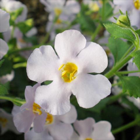 Foto fiore da  Vaso, balcone, basket Bacopa (Sutera cordata) Secrets® XXL Silver Sky