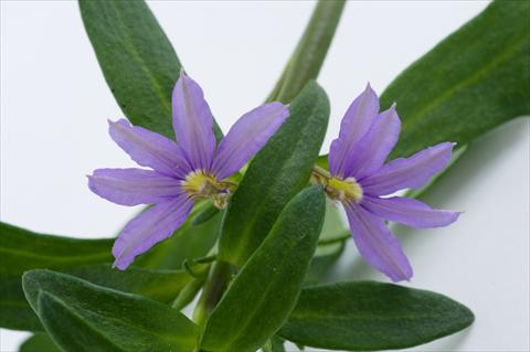 Foto fiore da  Vaso, balcone, basket Scaevola aemula Euphoria® Compact Blue