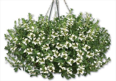 Foto fiore da  Vaso, balcone, basket Scaevola aemula Euphoria® Compact White