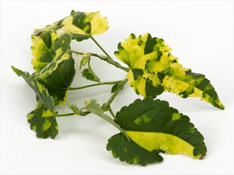 Foto fiore da  Basket o vaso Abutilon Decorativi™ Variegatum