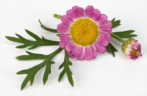 Foto fiore da  Vaso e aiola Argyranthemum frutescens Daisy Crazy™ Meteor Pink