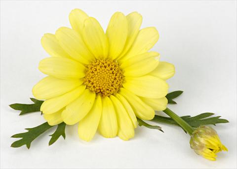 Foto fiore da  Vaso e aiola Argyranthemum frutescens Margherite Beauty Yellow