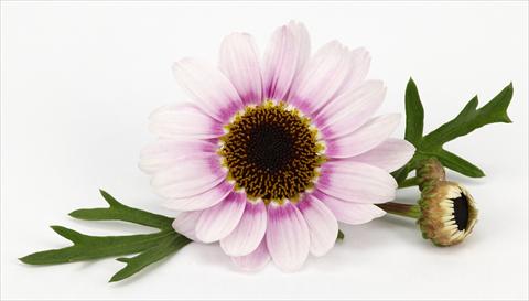 Foto fiore da  Vaso e aiola Argyranthemum frutescens Margherite Reflection Pink