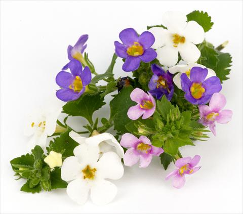 Foto fiore da  Vaso, balcone, basket Bacopa (Sutera cordata) Scopia™ Vintage Mix