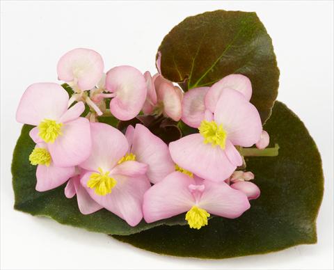 Foto fiore da  Vaso e aiola Begonia hybrida Kazan® Pink