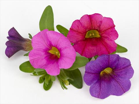 Foto fiore da  Vaso, balcone, basket Calibrachoa Mille Baci® Romantic Kiss