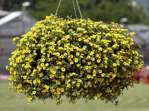 Foto fiore da  Vaso, balcone, basket Calibrachoa Million Bells® Pure Yellow