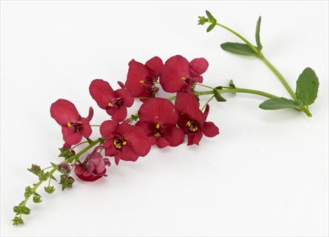 Foto fiore da  Vaso, balcone, basket Diascia Genta® Ruby