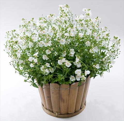 Foto fiore da  Vaso, balcone, basket Diascia Genta® White Improved