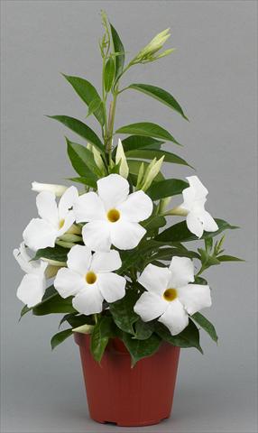 Foto fiore da  Vaso, aiuola, balcone Dipladenia (Mandevilla) Sundaville® Classic White