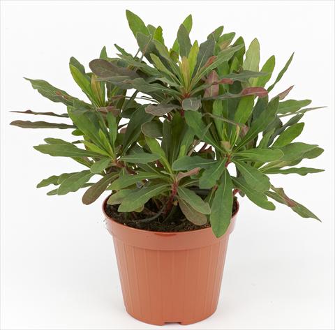 photo of flower to be used as: Pot and bedding Euphorbia amygdaloides Decorativi™ Rubra