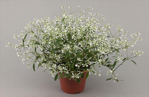 Foto fiore da  Vaso, balcone, basket Euphorbia chamaesyce Improved Products® Kilimanjaro