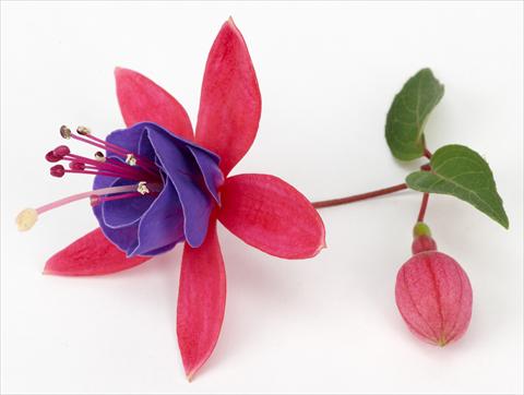 Foto fiore da  Vaso Fuchsia ricadente Ringwood Market