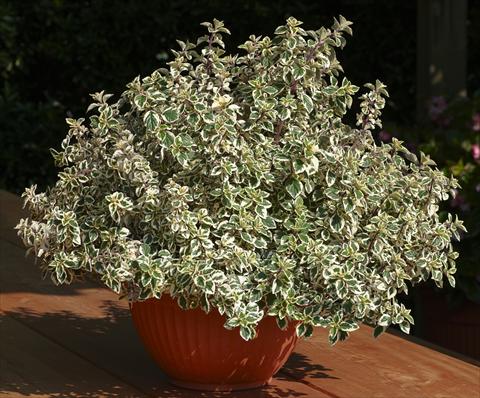 photo of flower to be used as: Pot Hemizygia Decorativi™ Variegated