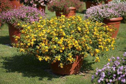 Foto fiore da  Vaso e aiola Lantana camara Lantane Mini Laura