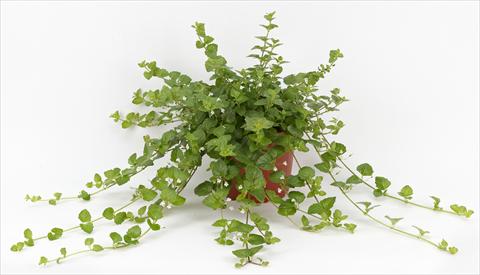 photo of flower to be used as: Pot and bedding Mentha posata Ah...Roma India