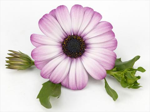 photo of flower to be used as: Pot and bedding Osteospermum Cape Daisy® Zanzibar Rose Bicolour