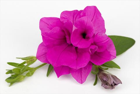 Foto fiore da  Vaso, balcone, basket Petunia Surfinia® Double Purple