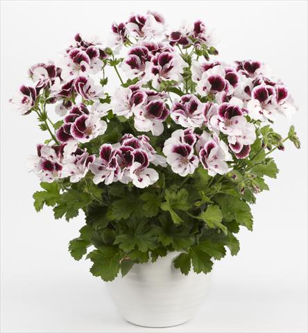 Foto fiore da  Balcone, vaso Pelargonium grandiflorum Costa Barcelona Black&White