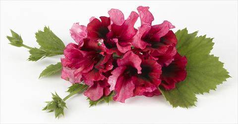 photo of flower to be used as: Patio, pot Pelargonium grandiflorum Costa Barcelona Burgundy